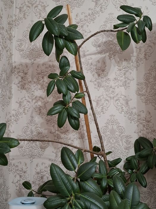 Домашние  цветы .