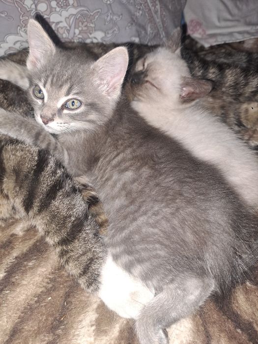 Отдам коасивых котят.