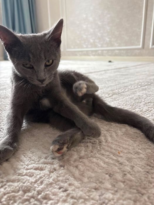 Котенок породы Шартрез 3 месяца