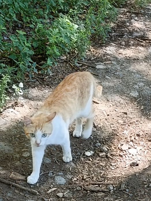 Котик, который живет на улице