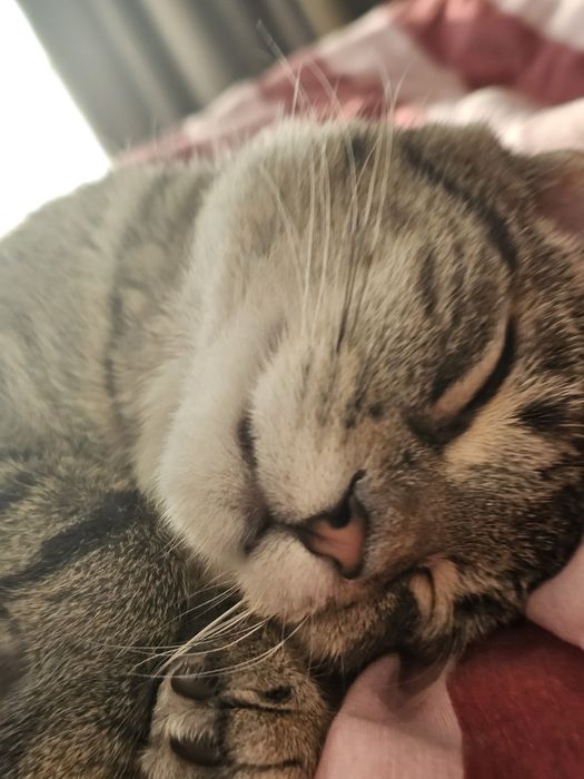 Adoptie montan castrat