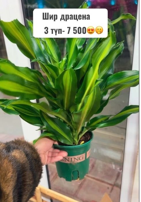 Комнатные растения цветы