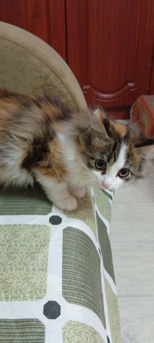 Бесплатно отдам пушистого