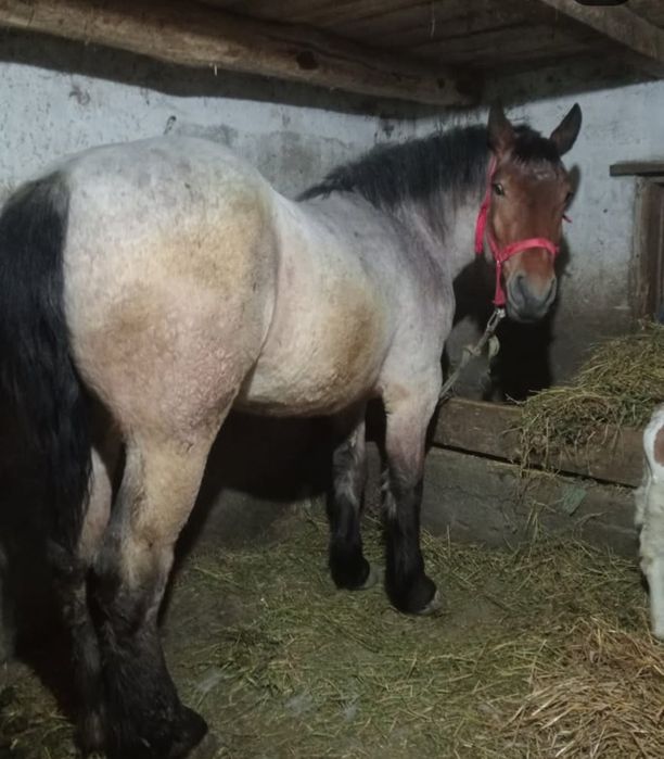 Mânză de  vânzare