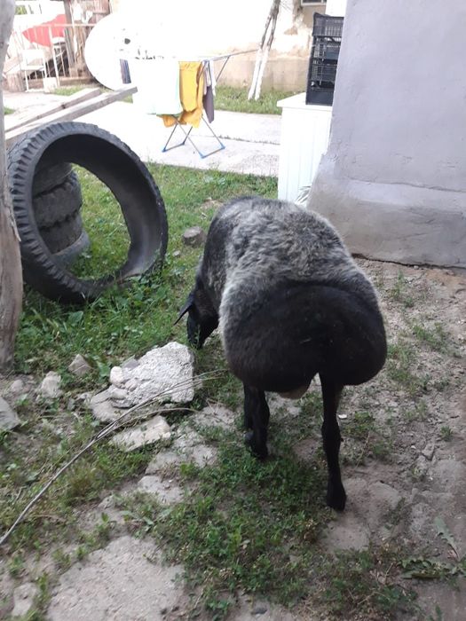 Продам продам продам продам продам