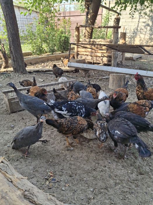 Балапандар саттылады