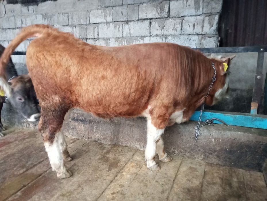 Продам бычка, быка