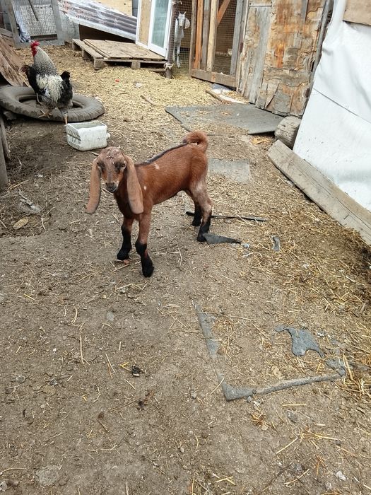 Продам козликов Камори