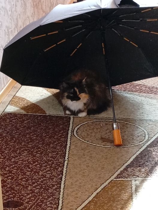 Ищет хозяев  6 лет