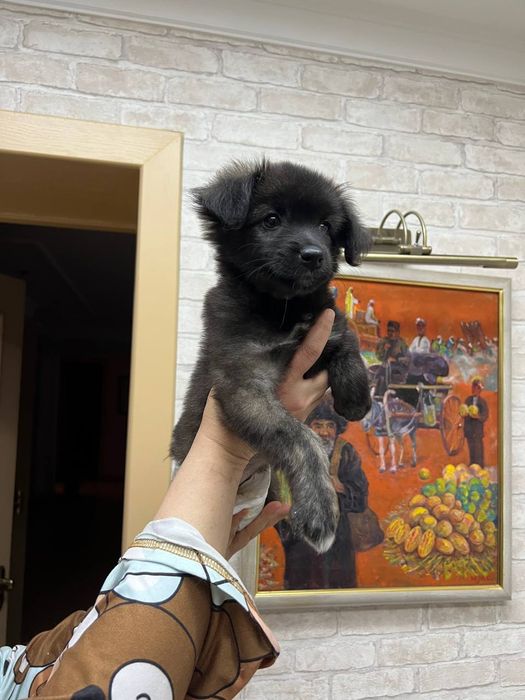 Щенок в добрые руки!