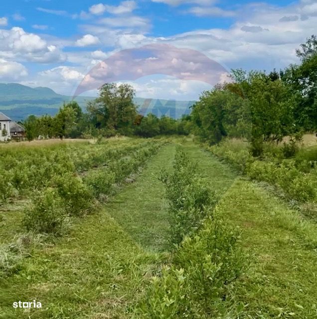 Teren intravilan 6.900mp BREB MARAMURES