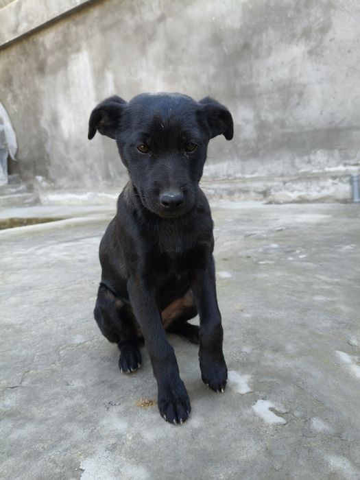 Чёрные лабрадоры