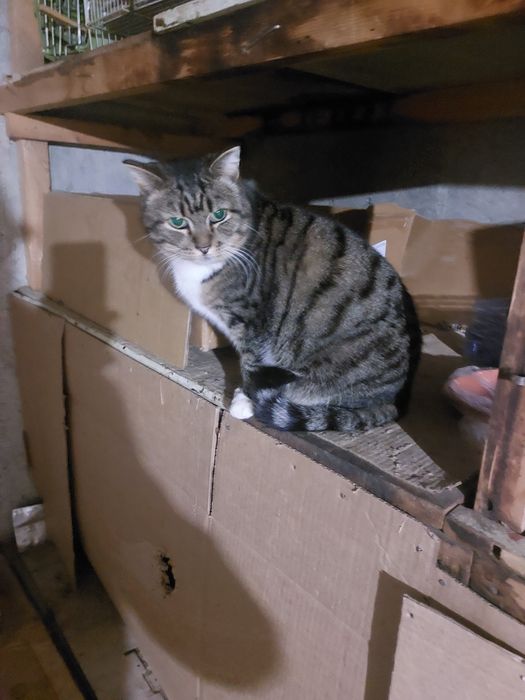 Кошечкам нужен надёжный дом