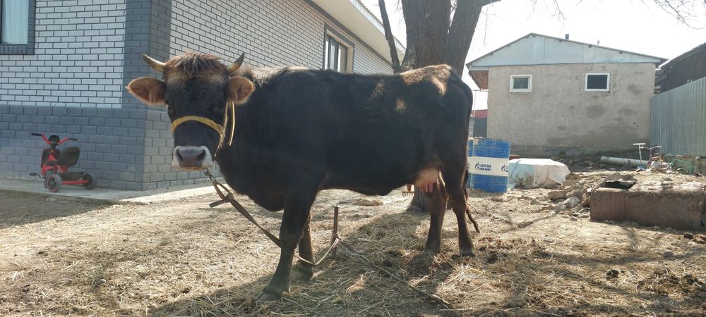 Алатауская первотелка