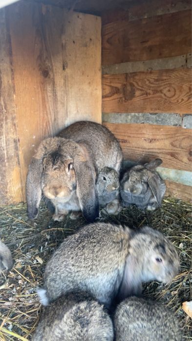 Iepuri berbec german