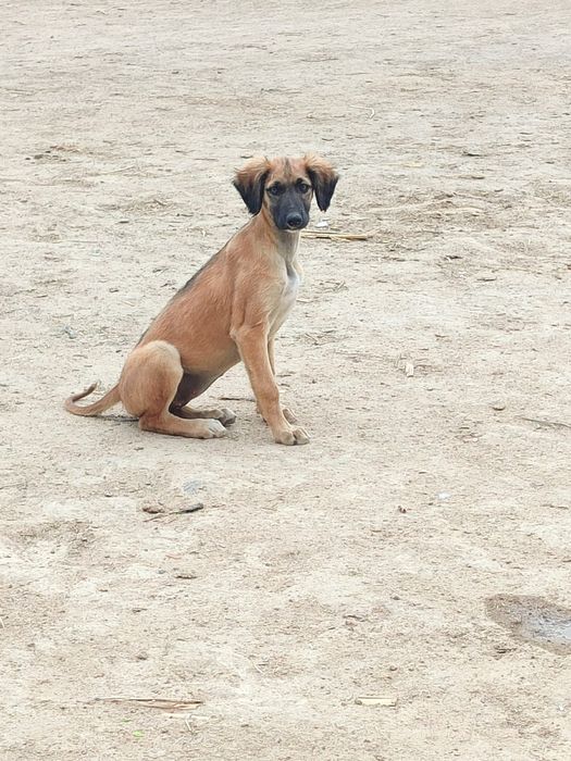 Тазы күшіктер сатылады