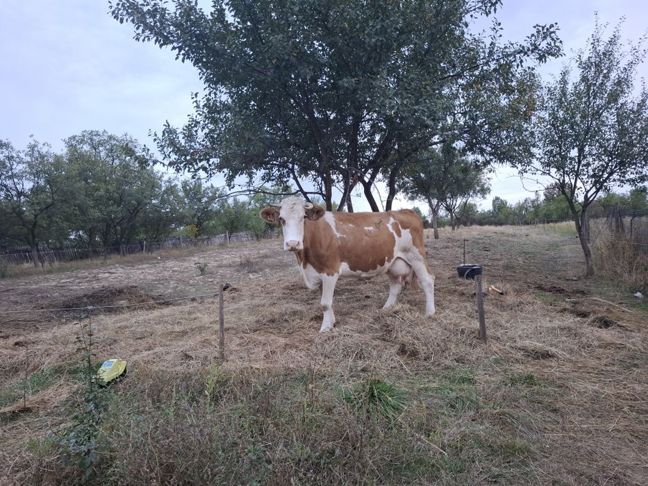 Vaca de vanzare de 10 ani