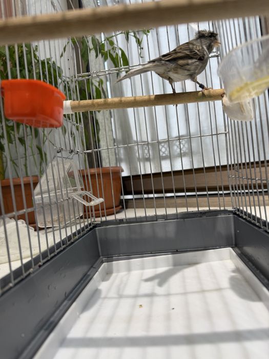 Kanareyka Nar sotiladi