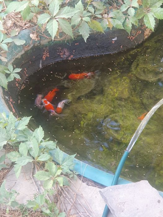 Золотые рыбки для аквариума или пруда.