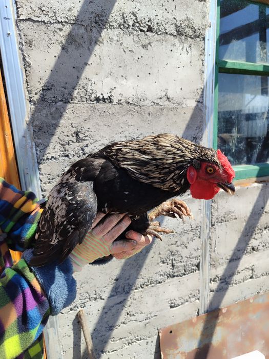 Молодые шестимесячные петухи