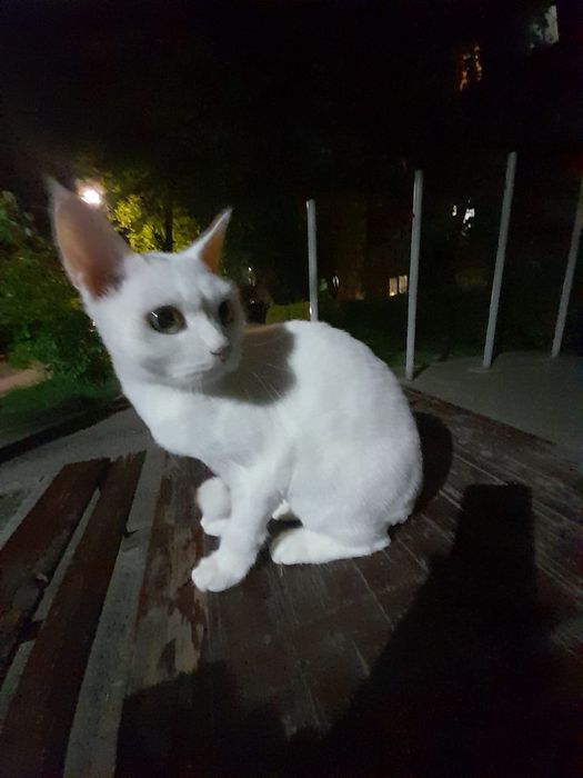 Отдам в добрые руки кошечку,8 месяцев,девочка