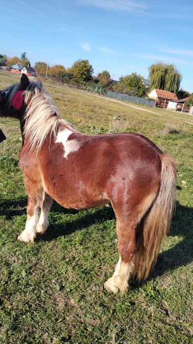 Vând ponei 5 ani