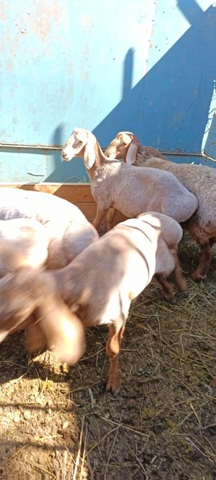 Койлар, бараны. Порода арашан.