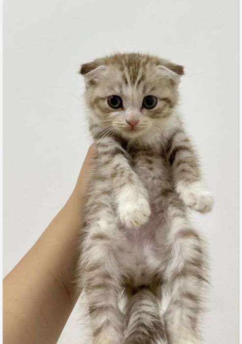 шотландские котята вислоухие