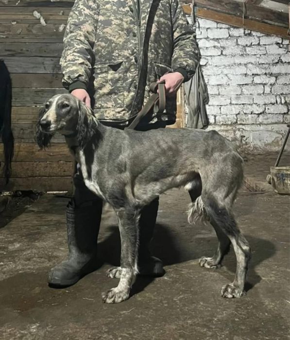 Тазы күшік сатылады