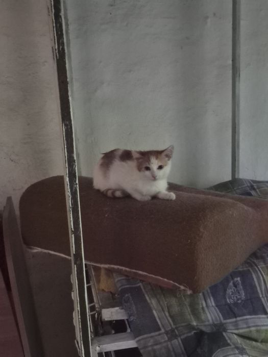 Отдам бесплатно котят