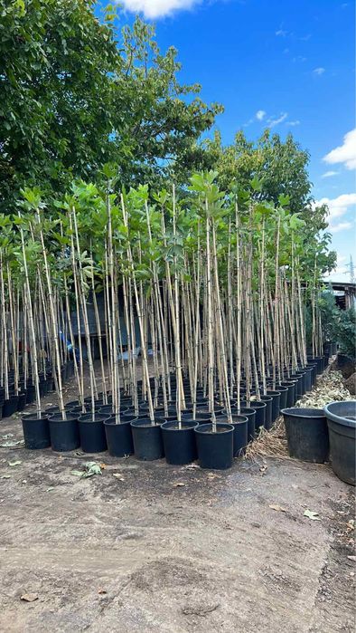 Паулония!!!Дървета,туя храсти и много разнообразие.