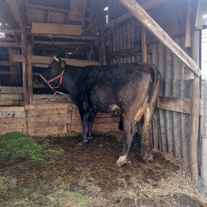 Vând vacă bună de lapte  0753708028