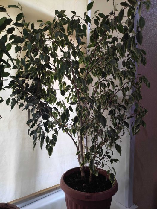 Продам комнатные цветы