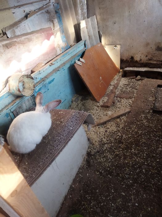 Аналық қояндар..