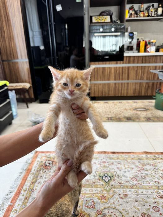 Отдам котят, родились в сентябре.