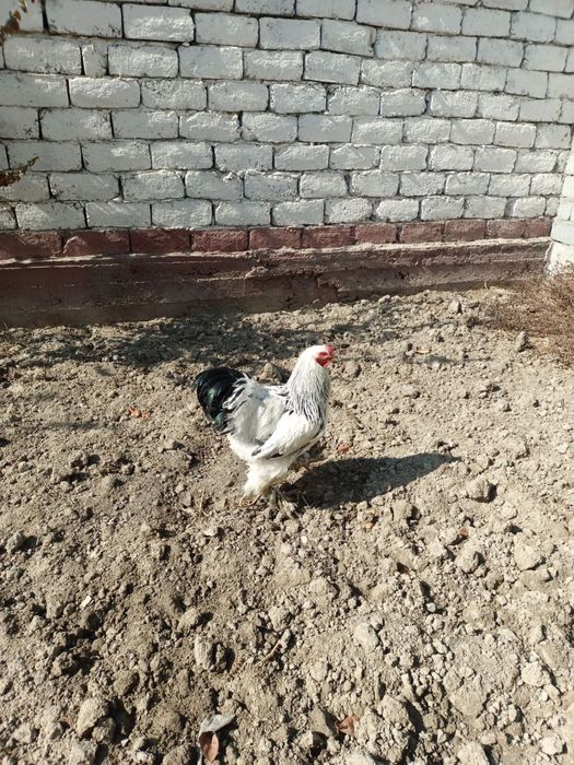 Brama tuxumlari sotiladi, sifati a’lo, manzil Bekobod shaxri