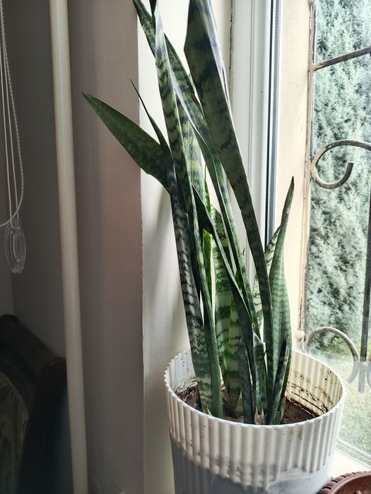 Домашние цветы оптом по 20-25тыс.