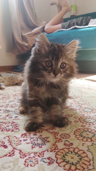 Отдам котят в добрые руки