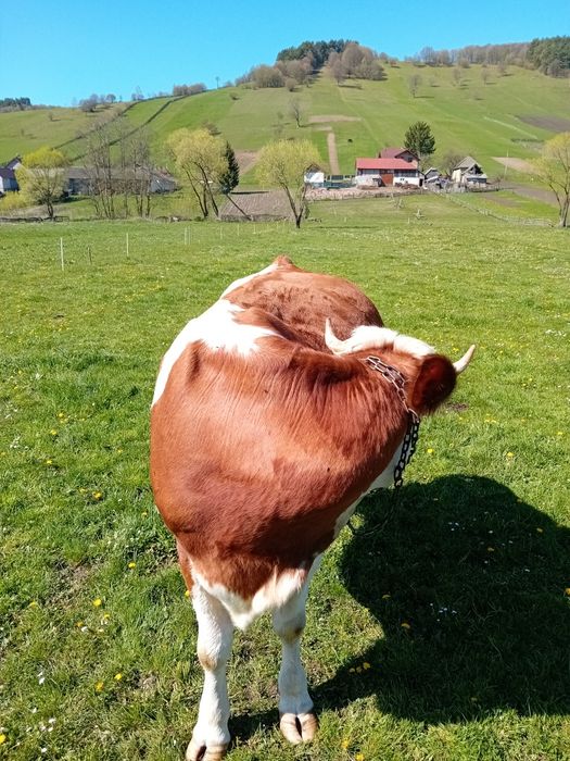 Vind vaca baltata romaneasca