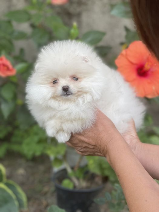 Померан мимини