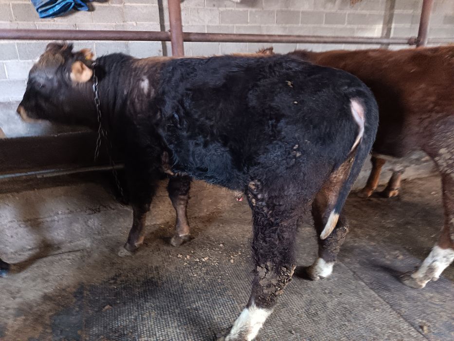 Продам породистых Быков!