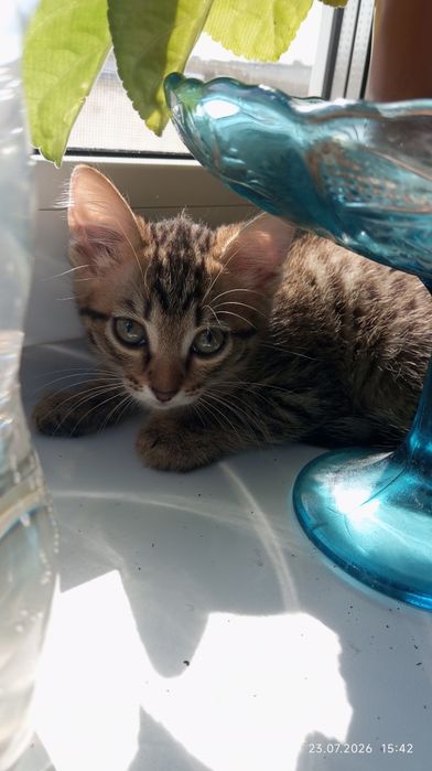Котята в хорошие руки