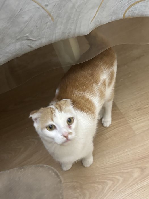 Шотландский кошка продам