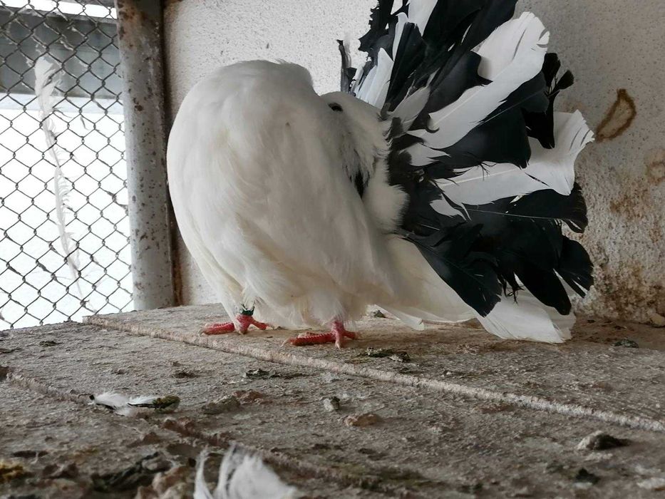 продавам гълъби фенерлии