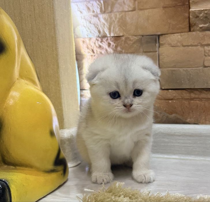 Шотланский Скоттиш Фолд! Шиншилла Колорная!