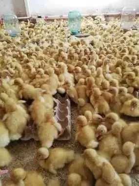 Утята  "СТАР-53"