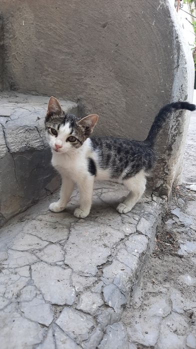 Марғаулар, котёнок, котята, мысық