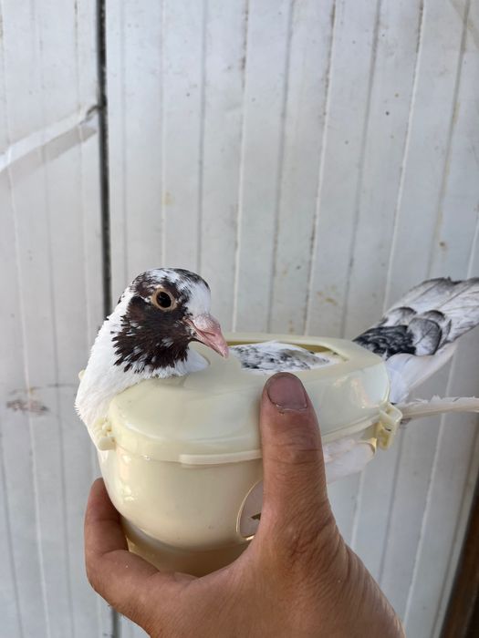 Станок стойка държач за гълъби