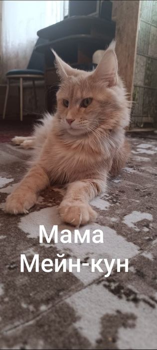 Мейн кунчик, ласковые девчули