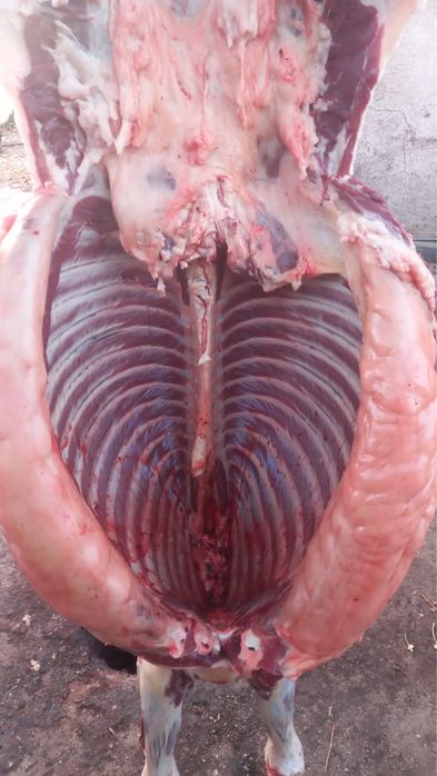 Семіз байталдар сатылады